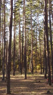 Vertical Video Forest with Trees in the Fall