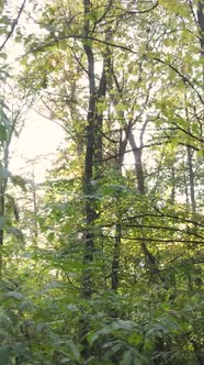 Vertical Video Forest with Trees in the Fall