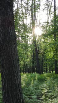 Vertical Video of Many Trees in the Forest