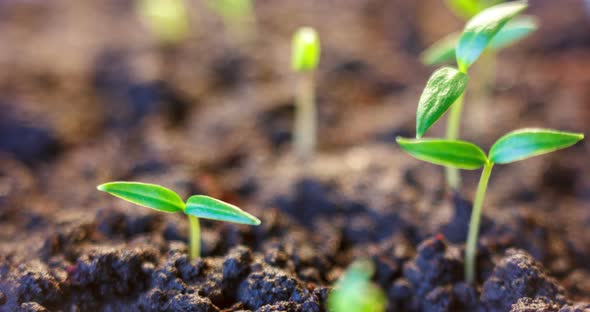 Germination of Seeds, Growing Plants in Spring Timelapse, Sprouts Germinating, Newborn Vegetable