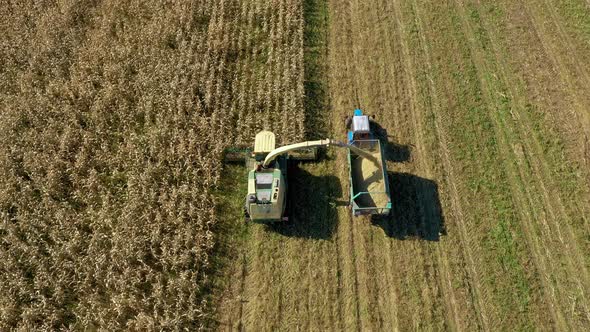 Aerial View Above Harvester Collect Corn In Field And Pour It In Tractor Trailer