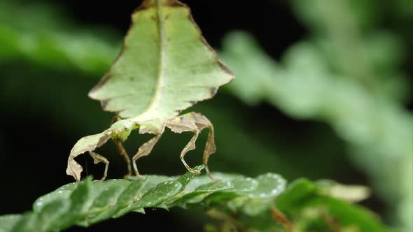 Tight shot of field of a Giant Leaf Insect on a leaf.