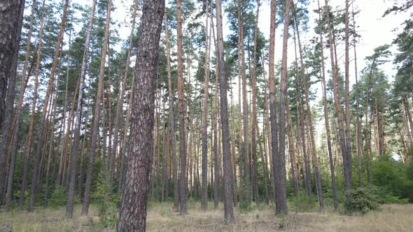 Forest with Trees on a Summer Day Slow Motion