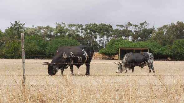 Two Nguni bulls out to pasture in rural Africa