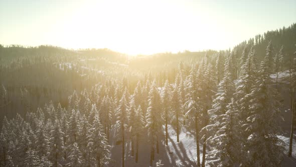 Winter Landscape Glowing By Sunlight in the Morning alt