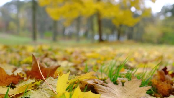 Fallen Yellow Leaves on the Ground in the Wind