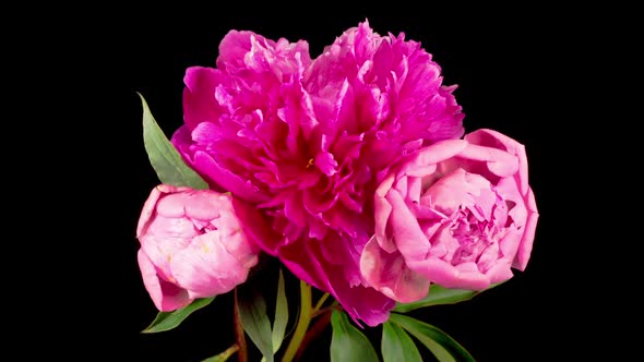 Time Lapse of Opening Three Beautiful Pink Peony Flowers