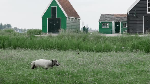 Sheep lying in the grass with the farm in the background.