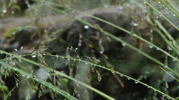 Grass Water Drop