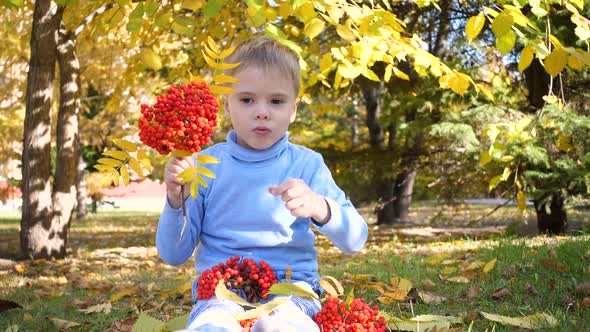 A Child in the Autumn Park Plays and Laughs Merrily He Plays with Yellow Leaves and Rowan Berries