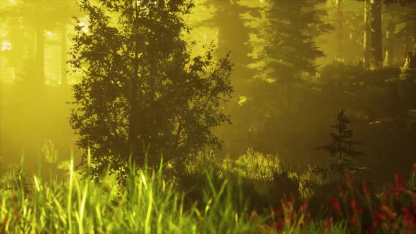 Coniferous Forest Backlit By the Rising Sun on a Misty Day