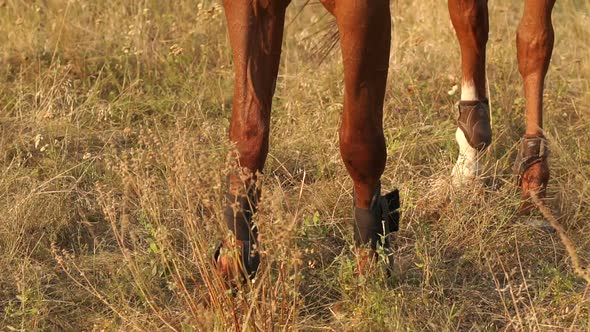 Closeup of Legs of a Brown Horse on the Dry Grass