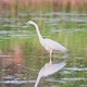 Great Egret Wading in the Pond. Slow Motion - VideoHive Item for Sale