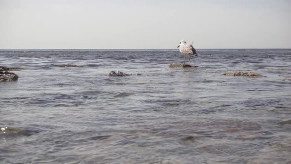  a Lone Gull on a Rock in the Water