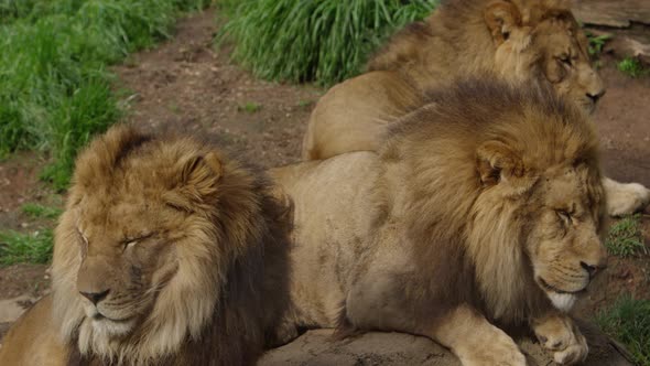 rogue lions brothers all relaxing together