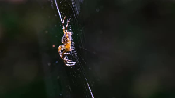 Spider Araneus Closeup on a Web Against a Background of Green Nature