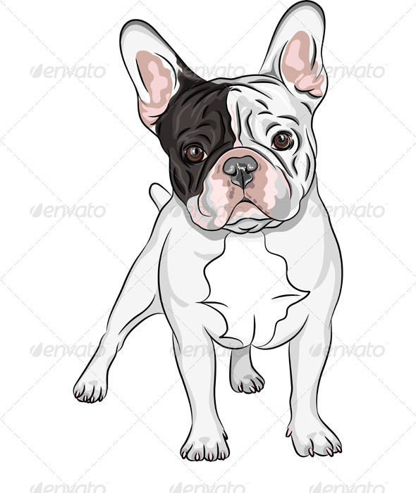 Bulldog Vectors From Graphicriver