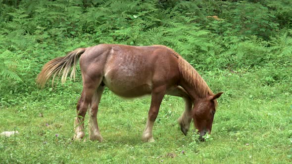 Young brown thoroughbred horse grazes on a summer rural pasture