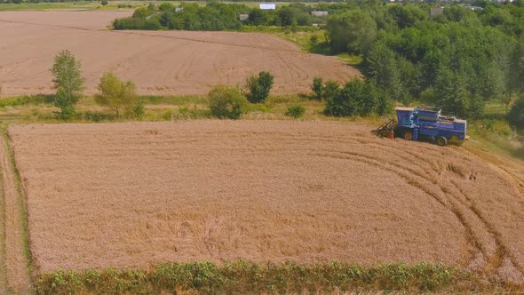 Combine Harvester Harvesting Ripe Wheat