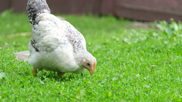 White Chicken Grazes on a Green Lawn