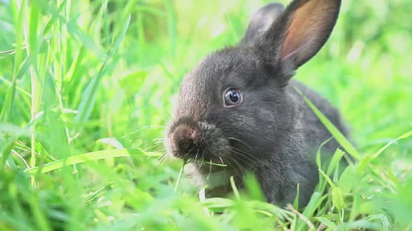 Cute Adorable Fluffy Gray Rabbit Grazing on Lawn of Green Young Grass Backyard