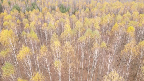 Forest with Trees in the Fall