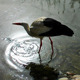 Stork in the Lake - VideoHive Item for Sale