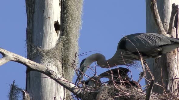 Great Blue Herons Fixing the Nest