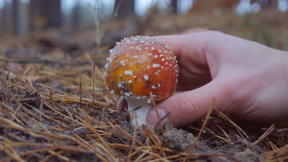 Close Up of Hand Picks a Fly Agaric Mushroom in the Forest