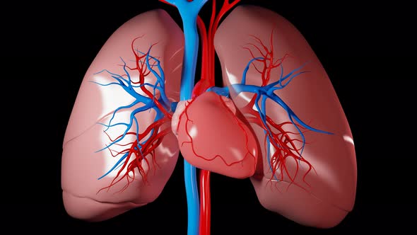 Heartbeat And Lung Respiration