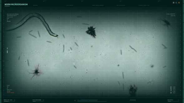 Microscopic study of the worm infection microorganism living in a human body alt