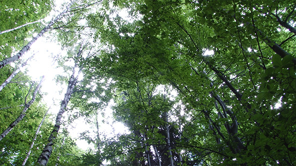 View from Ground of High Trees in Forest