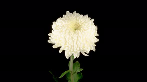 Beautiful White Chrysanthemum Flower Opening