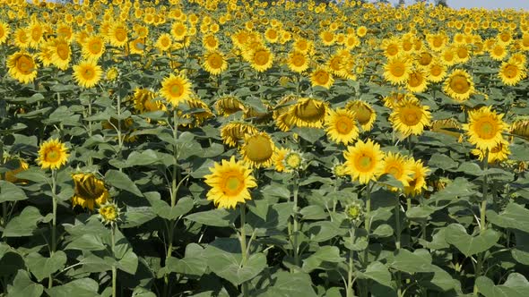 Sunflower Helianthus annuus field before harvest slow motion footage