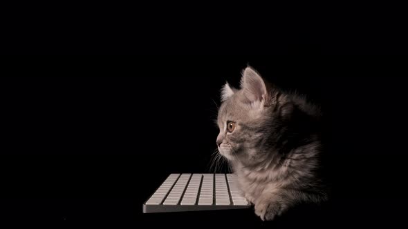 Kitten Beside A Computer Keyboard