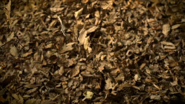 Dried leaves falling, Slow Motion