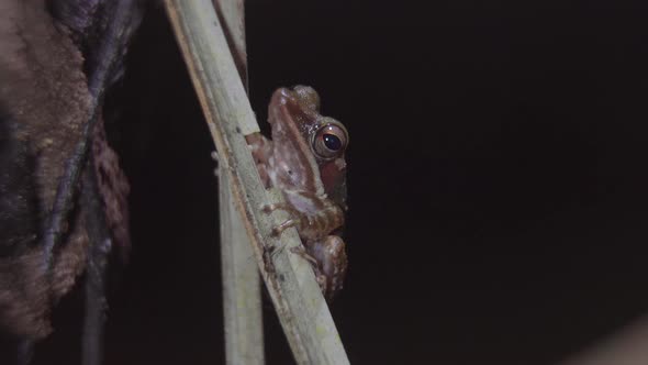 Malayan White-lipped Tree Frog perched on tree branch in jungle. Night safari in tropical rainforest