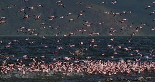 Lesser Flamingo, phoenicopterus minor, Group in Flight, Colony at Bogoria Lake in Kenya