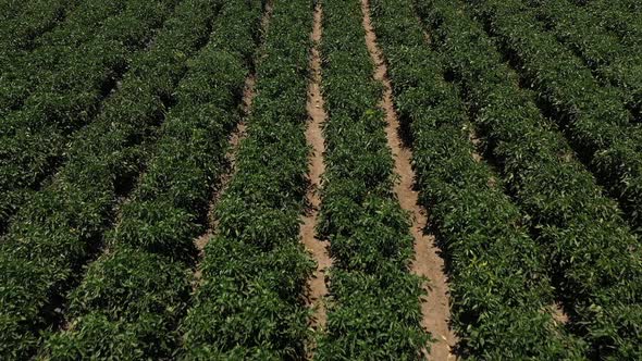 Video of a farm in the Palm Spring Valley in California, which is close to Los Angeles, USA.