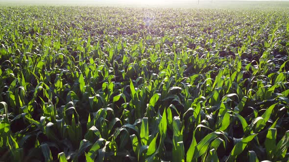 Flying Over Green Tops of Young Corn Sprouts on Sunny Morning