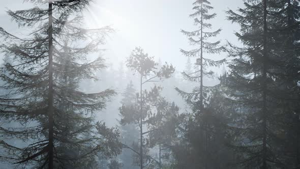 Misty Nordic Forest in Early Morning with Fog