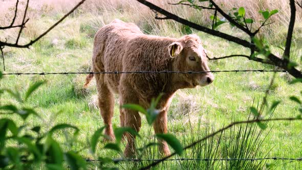 Brown Baby Cow Behind the Fence in Ireland