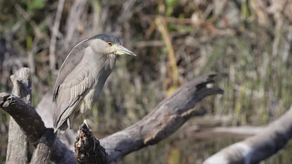 Black-crowned Night Heron Perched on a Wooden Branch