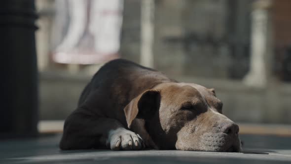 Sad brown homeless dog in the streets