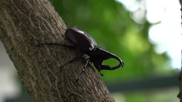 Close Up Of Siamese Rhinoceros Beetle Or Fighting Beetle On The Tree