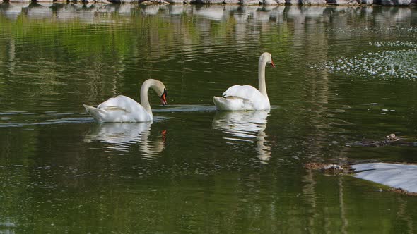 White Swan In Lake Water 1