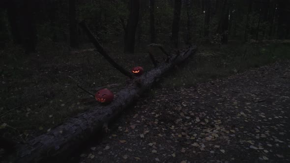 Spooky Pumpkins On A Fallen Tree