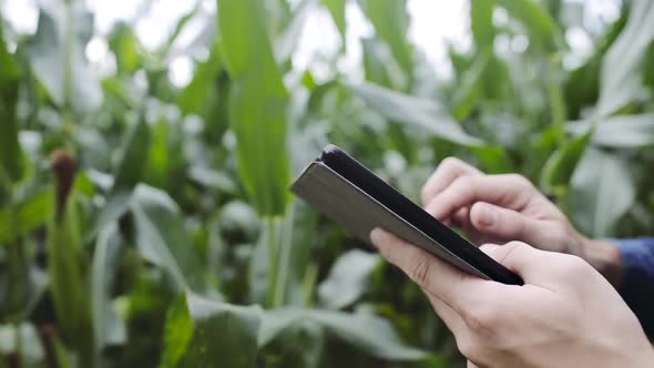 Close up of young farmer using tablet standing in corn fiel