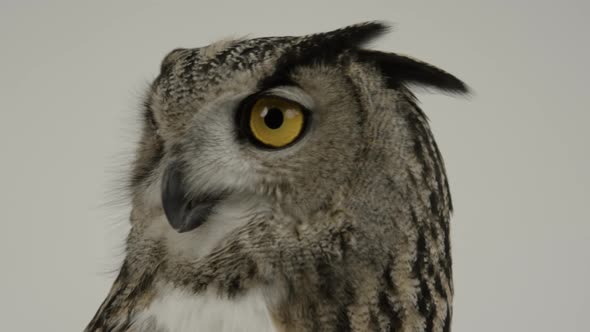 Eurasian Eagle owl extreme close up - avian predator