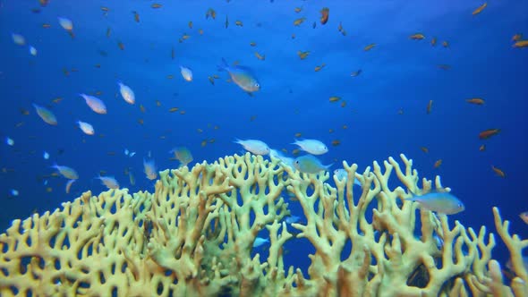 Underwater Colourful Fish and Fire Corals